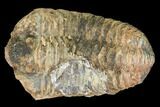 Fossil Calymene Trilobite Nodule (Pos/Neg) - Morocco #100009-2